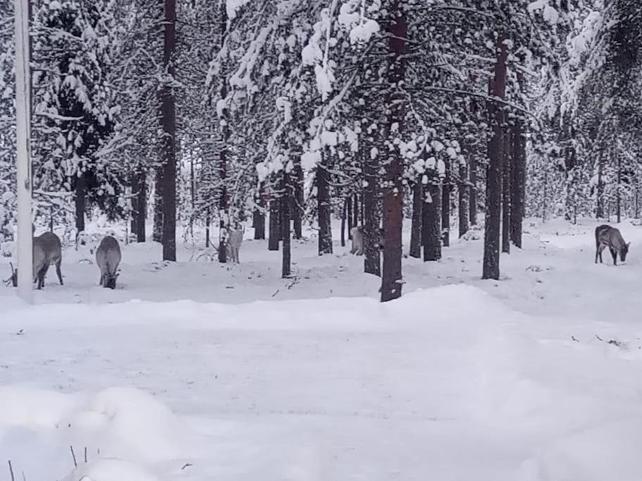 Cozy House Close To Santavillage Rovaniemi Zewnętrze zdjęcie